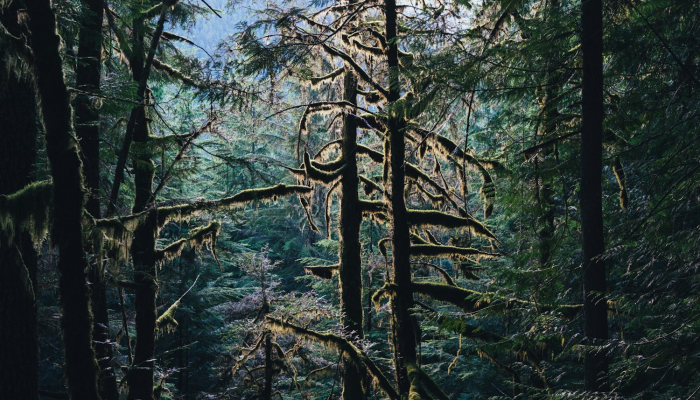 崇明目前最新疫情通报：科学防疫，共同携手，驱散病毒迷雾