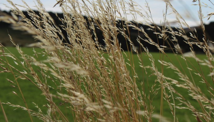 马棚疫情最新：农场管理者必读的防控策略与实际案例分享