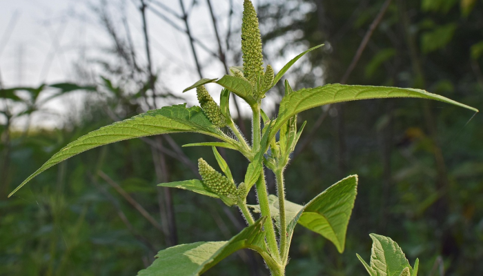 鸡泽县最新疫情动态图：实时了解健康安全，守护我们的未来