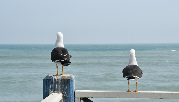 世界五大洲最新疫情：全球健康动态与未来展望