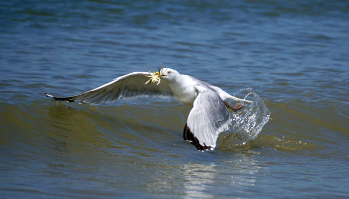 加州鲈鱼最新疫情：全球健康关注的焦点