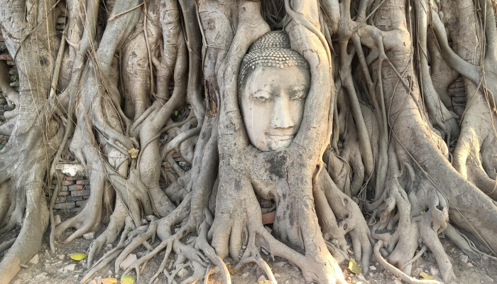 熊出没疫情最新：绿野间的希望与挑战