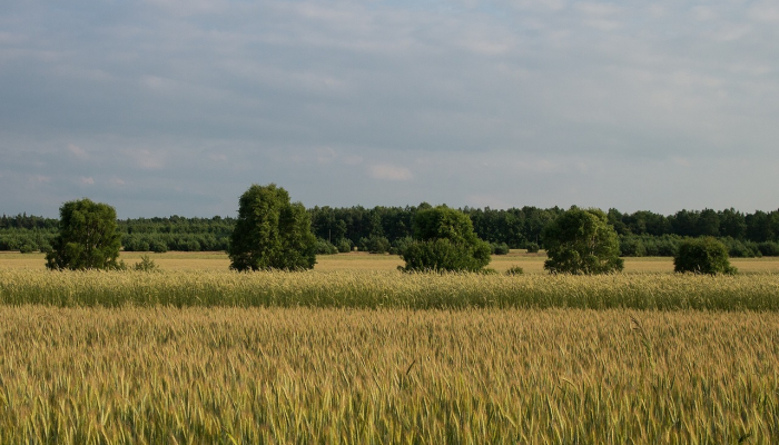 内疫情最新通报：全面解读最新动态与防控策略