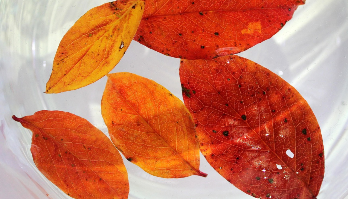 台湾疫情最新情况：精准了解最新动态与防护策略