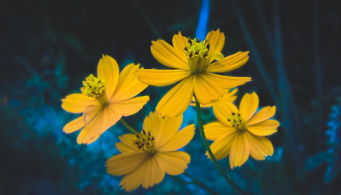 辛章疫情最新消息今天：深入了解最新动态与健康建议