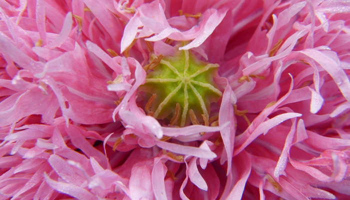 福林疫情最新通报：全球防疫前线的最新动态与你的健康守护