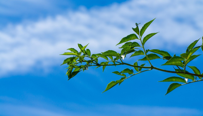 深圳疫情最新动态龙岗:精准防控与科学应对