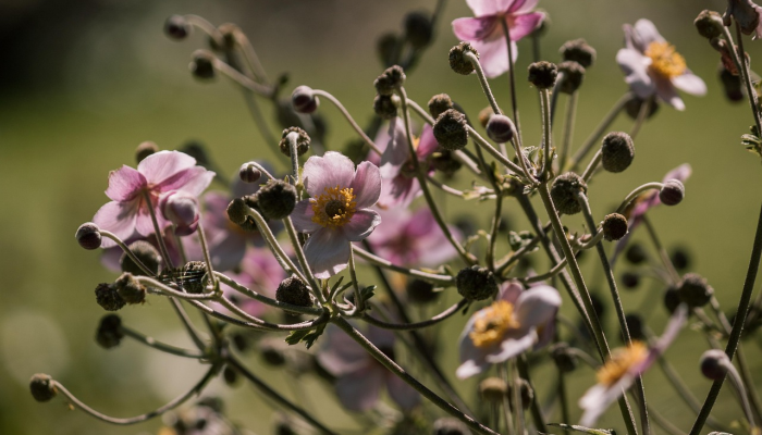 疫情最新动态：全球应对策略与未来展望