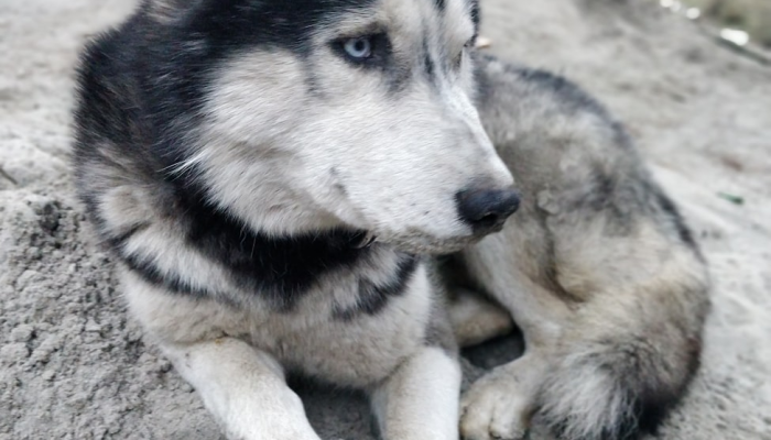 米家疫情最新报告图片:全面掌控防疫动态,让您安心每一天 米家疫情最新报告图片:全面掌控防疫动态,让您安心每一天