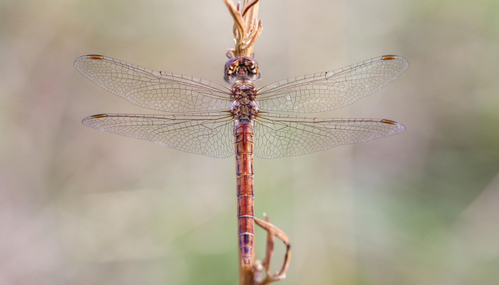 关内疫情最新数据：了解最新动态，保护您的健康