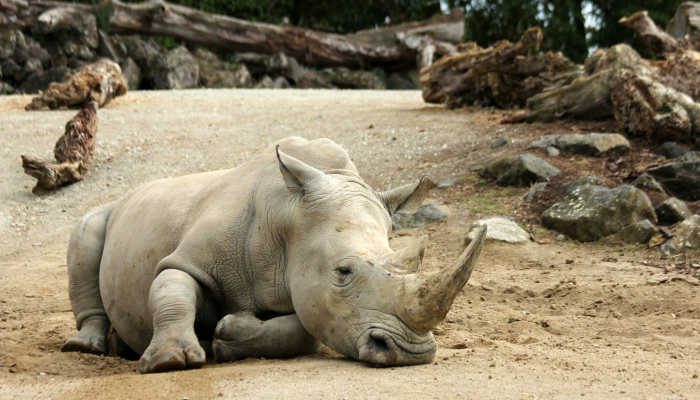 母猪最新疫情：全球农业的潜在威胁与应对策略