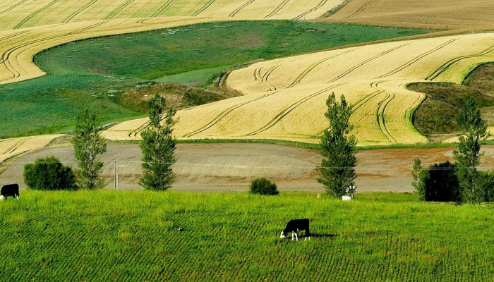 莫力达瓦旗最新疫情：防控与生活的平衡