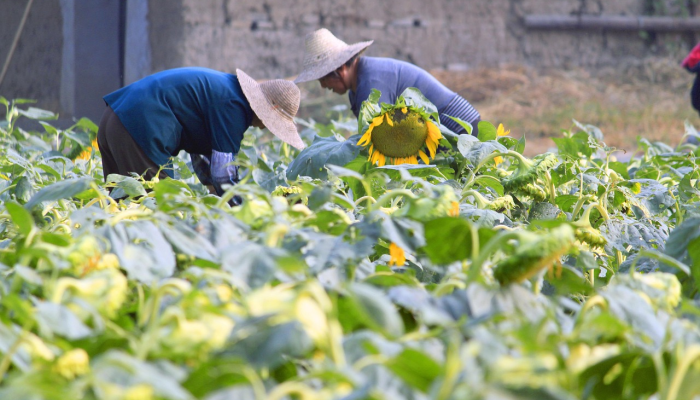 菜市最新疫情：你需要了解的每一个细节