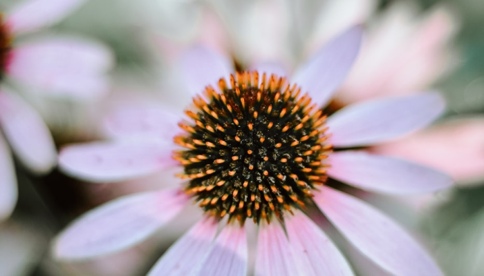 苗圃疫情等级最新：保障您的植物健康，让园艺梦想更近一步