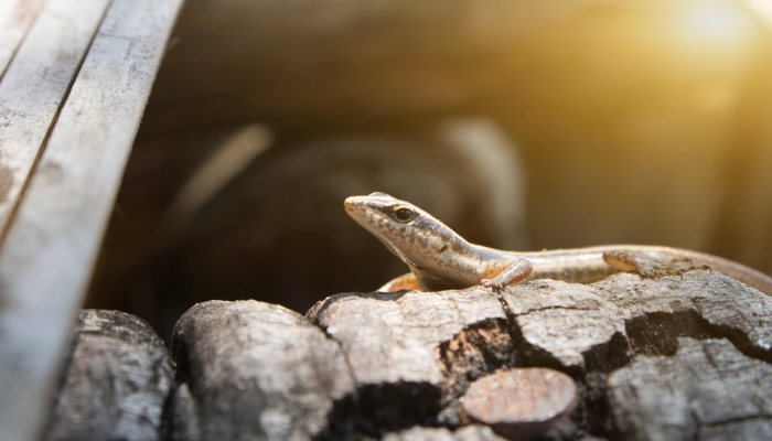 嘉平镇最新疫情情况：你需要知道的每日动态