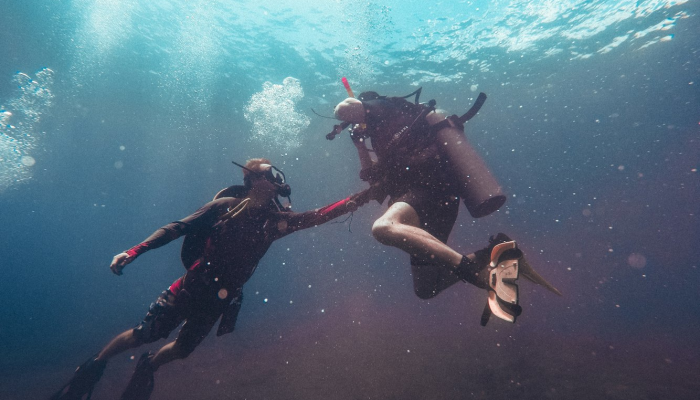 泰国海豚最新疫情：科学家们揭示真相，保护海洋生态的关键行动