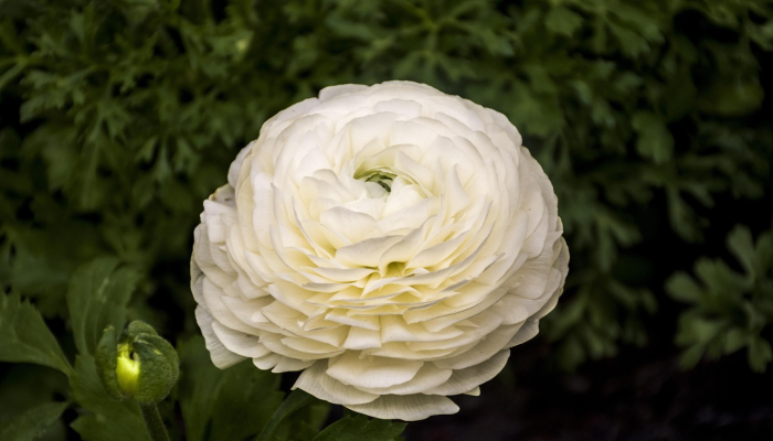 纳兰园里疫情最新：最新动态与健康指南