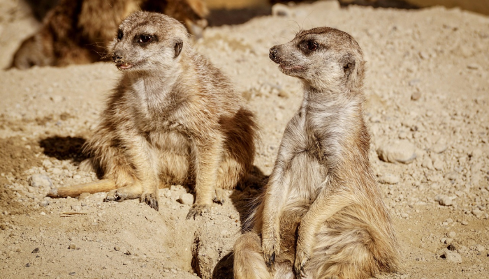 颖上疫情最新动态：保护健康，共同应对