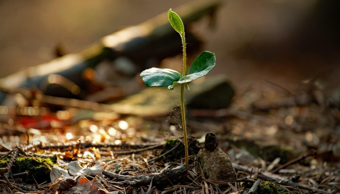家天下疫情最新：全球防疫进展与未来展望