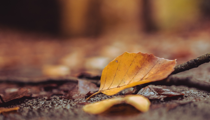 抗击疫情最新中药：自然智慧的力量