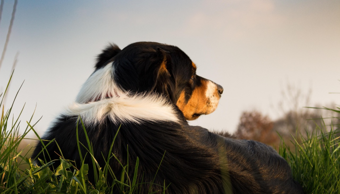 非洲大草原最新疫情：全球关注的焦点