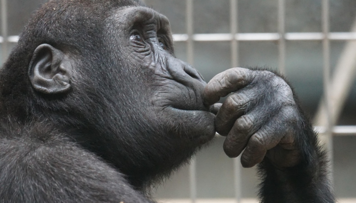 犀牛疫情最新状况查询