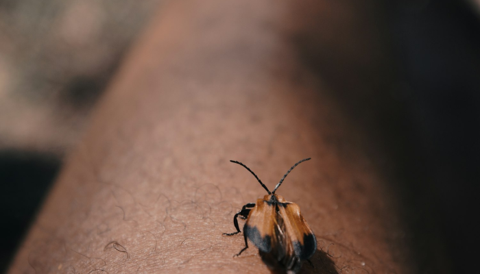 蜜蜂疫情最新报告图片：揭秘全球蜜蜂健康危机