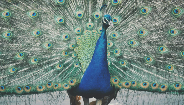 印度最新疫情鸟类：危机中的生态平衡与人类健康