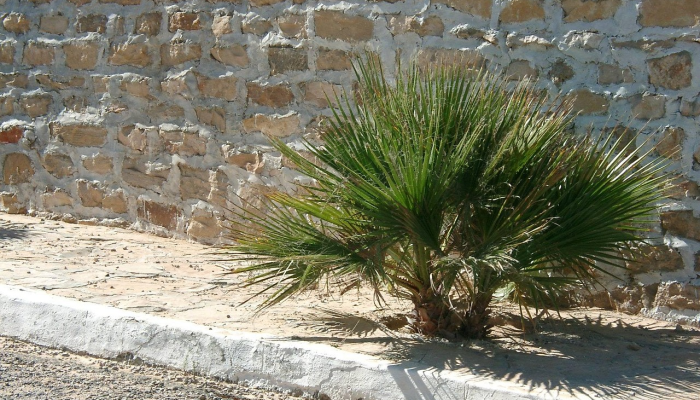 绥化海伦疫情最新：全面了解防护、治疗与心理支持