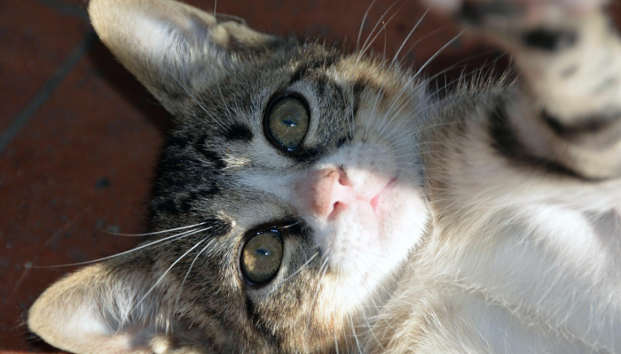 资溪最新疫情消息：最新动态与防疫措施解读