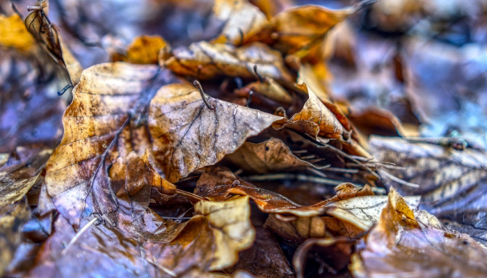 川汇区最新疫情：最新动态与防护指南