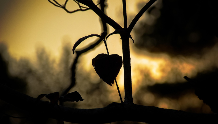 日本最新疫情日报：最新动态与防疫策略解析