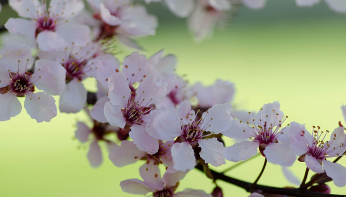 汤阴疫情最新报告今天：全面解读最新动态，保护健康无微不至