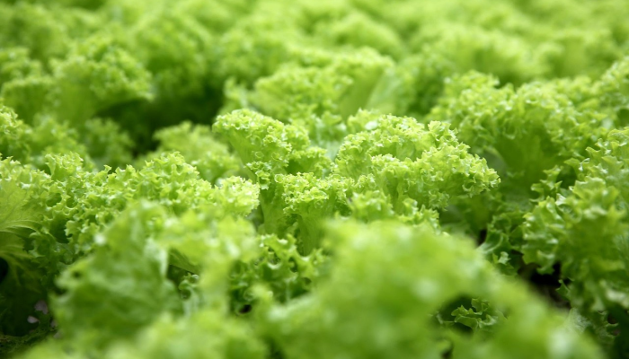 板蓝根最新疫情通报：科学与自然的守护