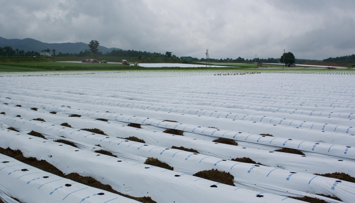 崇明区南海村疫情最新：保护健康，共同战胜疫情