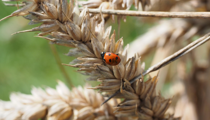 播州疫情最新通报：抗疫最新动态与科学防控策略解读