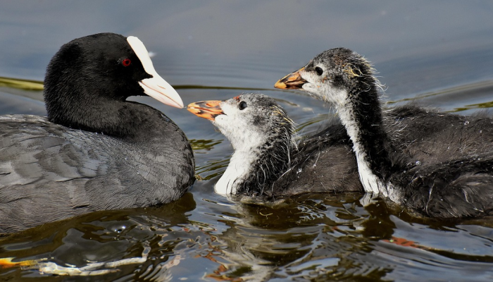 进口虾疫情最新:全球渔业与食品安全面临的重大挑战