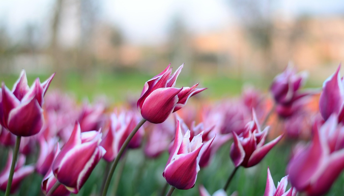 河北瘟疫情最新消息：全面了解最新动态与防护策略