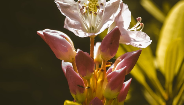 谷歌最新疫情消息:全球健康动态一目了然