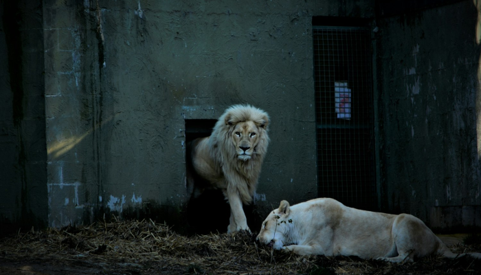 抗击疫情最新感人图片:爱的力量与坚韧之光