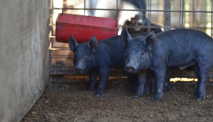 最新猪的疫情：全球农业面临的重大挑战
