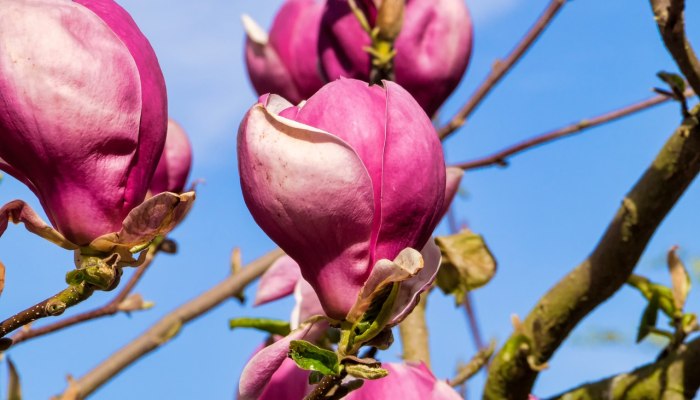 顺平疫情最新确诊：全面了解最新动态与应对策略