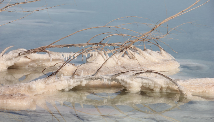 鲶鱼最新疫情：揭秘你所不知道的细节与解决之道