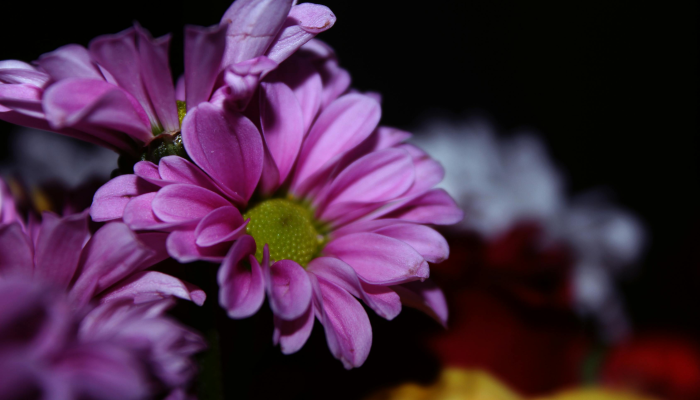 最新成都疫情动态：防疫措施与生活指南