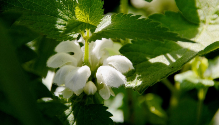 宁德泉州疫情最新消息：全面了解最新动态与防疫策略