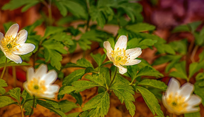 奥地利人疫情最新通报：深入解析全球抗疫最新动态