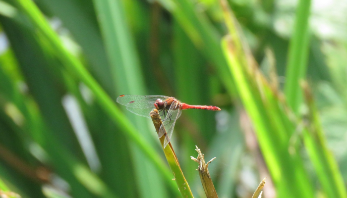 中国北京疫情最新动态：全面了解最新信息与防护措施