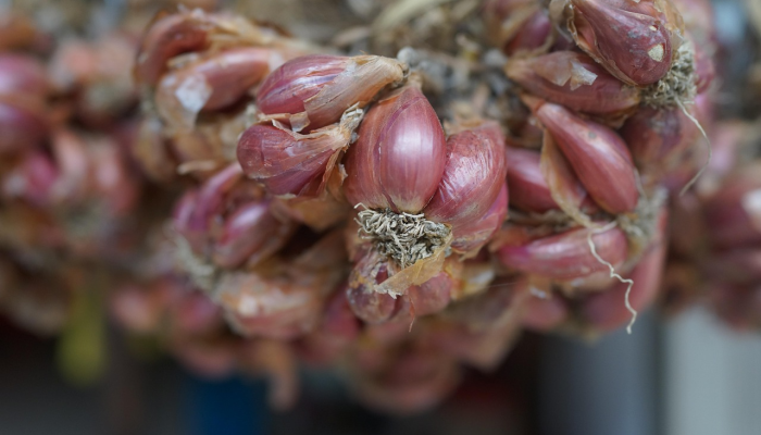 中国脐橙最新疫情:市场动态与消费者关注