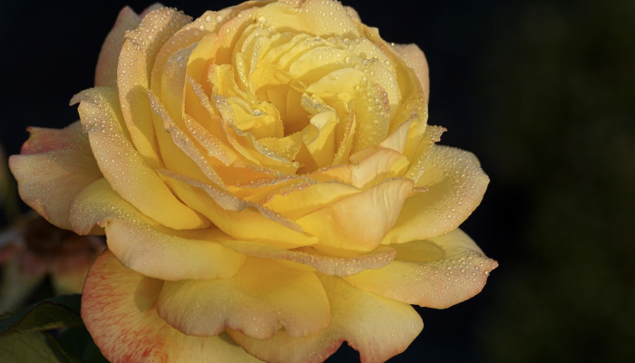 百度新闻常州疫情最新：最新动态与防疫措施一览