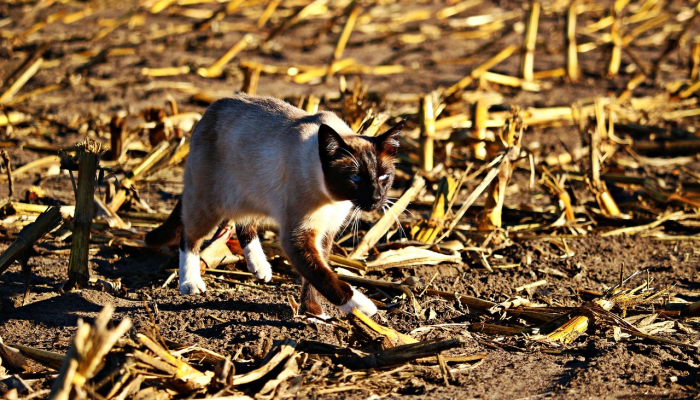 襄阳疫情情况最新：实时动态与科学应对策略
